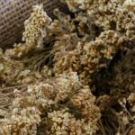 ΑΧΙΛΛΕΑ - YARROW