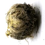 ΡΟΔΟ ΤΗΣ ΙΕΡΙΧΟΥΣ