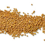 ΣΙΝΑΠΟΣΠΟΡΟΣ