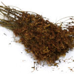 ΣΠΑΘΟΧΟΡΤΟ ΜΑΤΣΟ