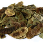 ΦΥΛΛΑ ΑΛΕΞΑΝΔΡΕΙΑΣ