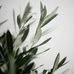 ΦΥΛΛΑ ΕΛΙΑΣ - OLIVE LEAVES