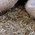 ΑΛΧΗΜΙΛΛΗ - ALCHEMILLA