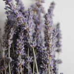 ΛΕΒΑΝΤΑ - LAVENDER