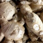 ΠΙΠΕΡΟΡΙΖΑ - GINGER